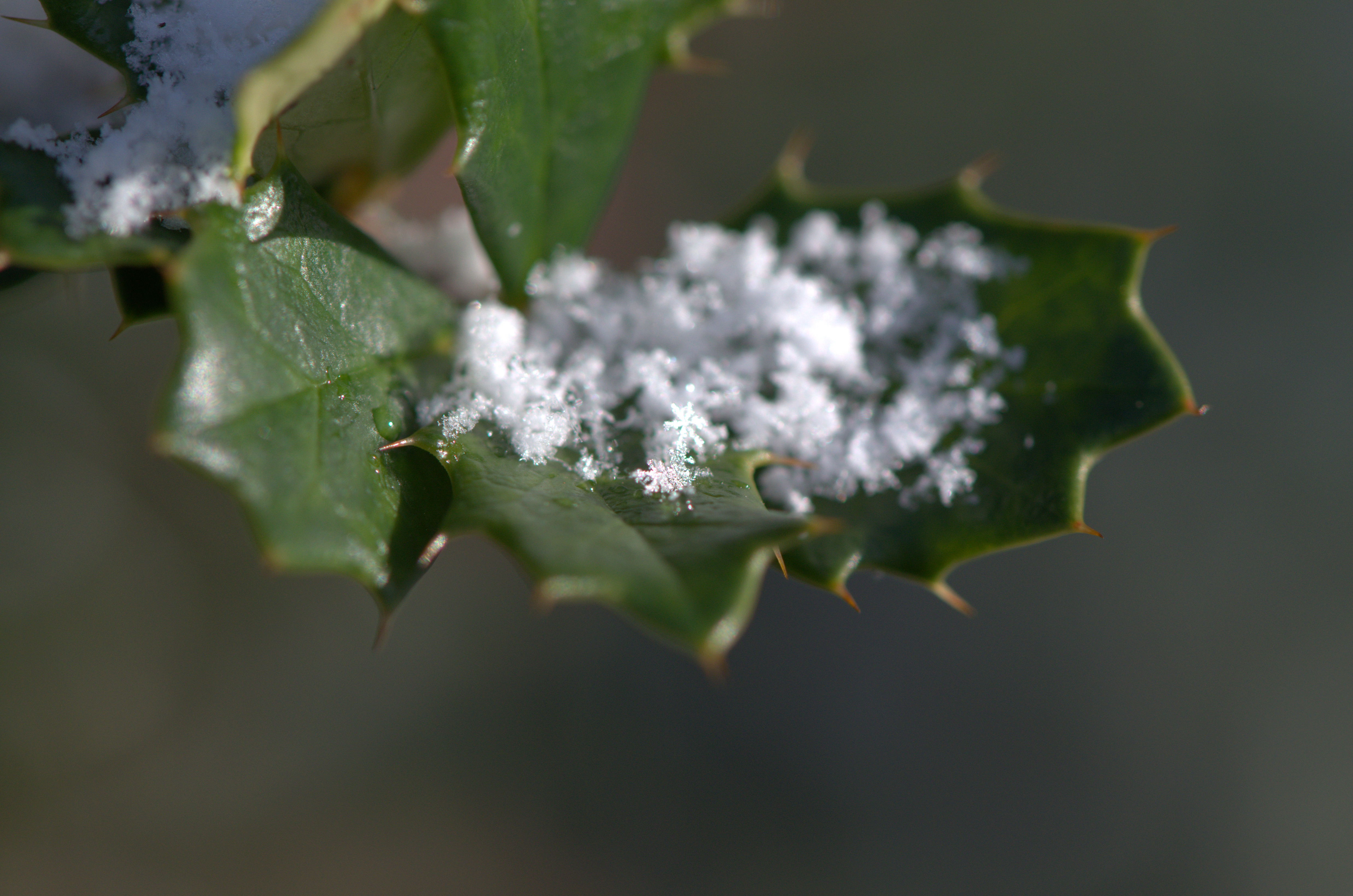 A Dusting of Snow